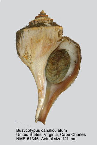 Busycotypus canaliculatum (3).jpg - Busycotypus canaliculatum (Linnaeus,1758)